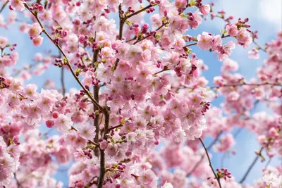 Prunus subhirtella 'Accolade' (Winterbloeiende kers 'Accolade') - afbeelding 45