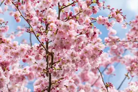 Prunus subhirtella 'Accolade' (Winterbloeiende kers 'Accolade') - afbeelding 45