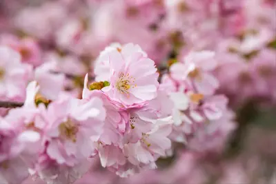 Prunus subhirtella 'Accolade' (Winterbloeiende kers 'Accolade') - afbeelding 46