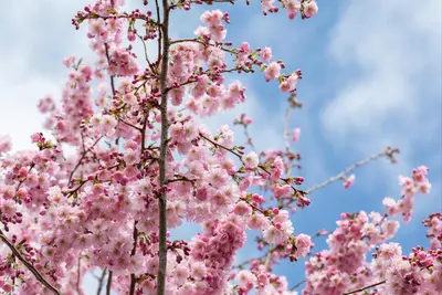 Prunus subhirtella 'Accolade' (Winterbloeiende kers 'Accolade') - afbeelding 48