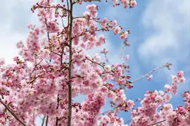 Prunus subhirtella 'Accolade' (Winterbloeiende kers 'Accolade') - afbeelding 48