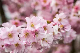 Prunus subhirtella 'Accolade' (Winterbloeiende kers 'Accolade') - afbeelding 49