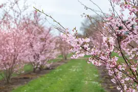 Prunus subhirtella 'Accolade' (Winterbloeiende kers 'Accolade') - afbeelding 51