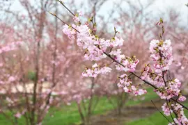 Prunus subhirtella 'Accolade' (Winterbloeiende kers 'Accolade') - afbeelding 52