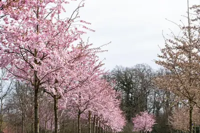 Prunus subhirtella 'Accolade' (Winterbloeiende kers 'Accolade') - afbeelding 53