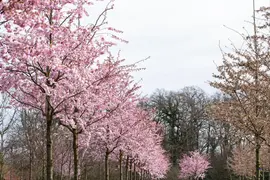 Prunus subhirtella 'Accolade' (Winterbloeiende kers 'Accolade') - afbeelding 53