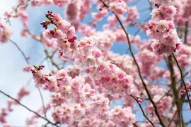 Prunus subhirtella 'Accolade' (Winterbloeiende kers 'Accolade') - afbeelding 54