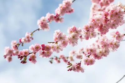 Prunus subhirtella 'Accolade' (Winterbloeiende kers 'Accolade') - afbeelding 55
