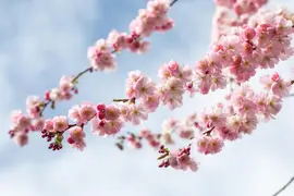 Prunus subhirtella 'Accolade' (Winterbloeiende kers 'Accolade') - afbeelding 55
