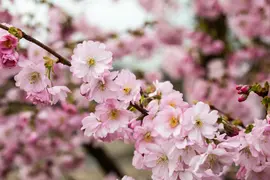 Prunus subhirtella 'Accolade' (Winterbloeiende kers 'Accolade') - afbeelding 56