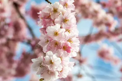Prunus subhirtella 'Accolade' (Winterbloeiende kers 'Accolade') - afbeelding 57