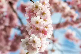 Prunus subhirtella 'Accolade' (Winterbloeiende kers 'Accolade') - afbeelding 57