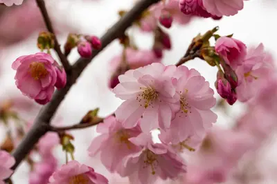 Prunus subhirtella 'Accolade' (Winterbloeiende kers 'Accolade') - afbeelding 58