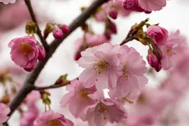 Prunus subhirtella 'Accolade' (Winterbloeiende kers 'Accolade') - afbeelding 58
