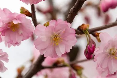Prunus subhirtella 'Accolade' (Winterbloeiende kers 'Accolade') - afbeelding 59