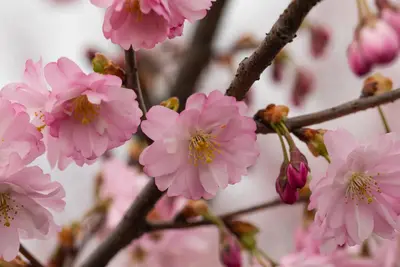 Prunus subhirtella 'Accolade' (Winterbloeiende kers 'Accolade') - afbeelding 60