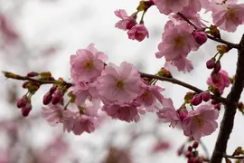 Prunus subhirtella 'Accolade' (Winterbloeiende kers 'Accolade') - afbeelding 61