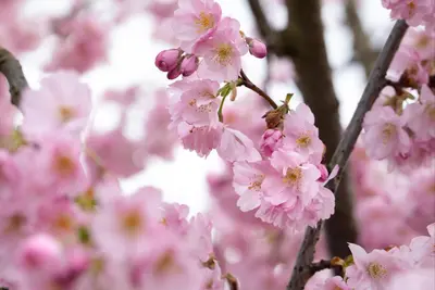 Prunus subhirtella 'Accolade' (Winterbloeiende kers 'Accolade') - afbeelding 62
