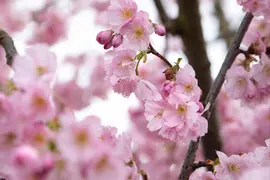 Prunus subhirtella 'Accolade' (Winterbloeiende kers 'Accolade') - afbeelding 62