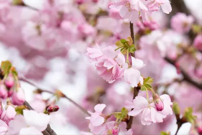 Prunus subhirtella 'Accolade' (Winterbloeiende kers 'Accolade') - afbeelding 63