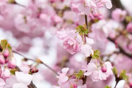 Prunus subhirtella 'Accolade' (Winterbloeiende kers 'Accolade') - afbeelding 63