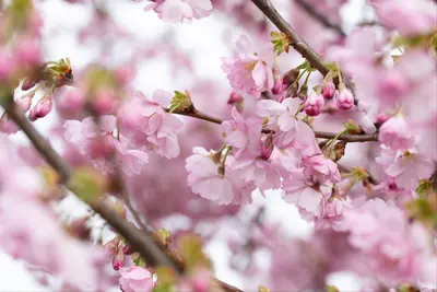Prunus subhirtella 'Accolade' (Winterbloeiende kers 'Accolade') - afbeelding 64