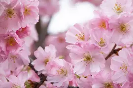 Prunus subhirtella 'Accolade' (Winterbloeiende kers 'Accolade') - afbeelding 65