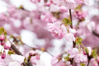 Prunus subhirtella 'Accolade' (Winterbloeiende kers 'Accolade') - afbeelding 66