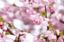 Prunus subhirtella 'Accolade' (Winterbloeiende kers 'Accolade') - afbeelding 66