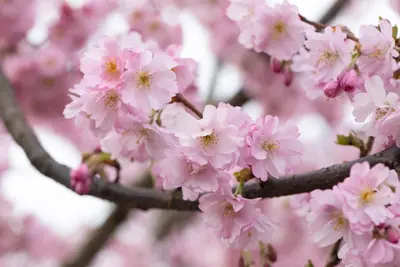 Prunus subhirtella 'Accolade' (Winterbloeiende kers 'Accolade') - afbeelding 67