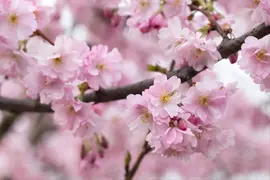 Prunus subhirtella 'Accolade' (Winterbloeiende kers 'Accolade') - afbeelding 68