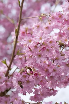 Prunus subhirtella 'Fukubana' (Winterbloeiende kers 'Fukubana') - afbeelding 2