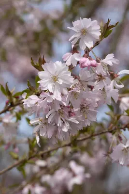 Prunus subhirtella 'Fukubana' (Winterbloeiende kers 'Fukubana') - afbeelding 5