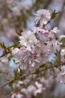 Prunus subhirtella 'Fukubana' (Winterbloeiende kers 'Fukubana') - afbeelding 5