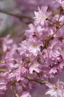 Prunus subhirtella 'Fukubana' (Winterbloeiende kers 'Fukubana') - afbeelding 7
