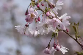 Prunus subhirtella 'Fukubana' (Winterbloeiende kers 'Fukubana') - afbeelding 1