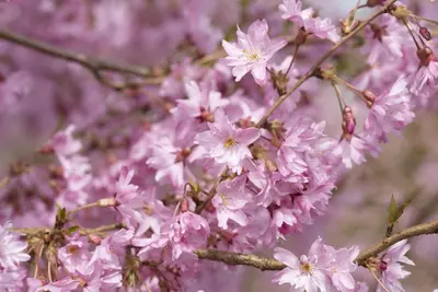 Prunus subhirtella 'Fukubana' (Winterbloeiende kers 'Fukubana') - afbeelding 3