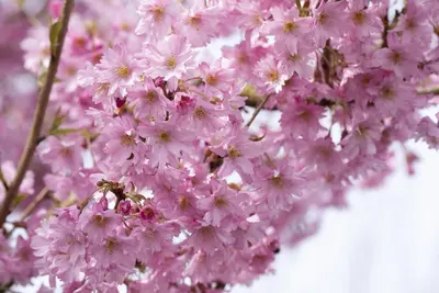 Prunus subhirtella 'Fukubana' (Winterbloeiende kers 'Fukubana') - afbeelding 4