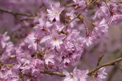 Prunus subhirtella 'Fukubana' (Winterbloeiende kers 'Fukubana') - afbeelding 6