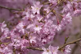 Prunus subhirtella 'Fukubana' (Winterbloeiende kers 'Fukubana') - afbeelding 6