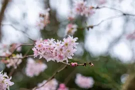 Prunus subhirtella 'Fukubana' (Winterbloeiende kers 'Fukubana') - afbeelding 8