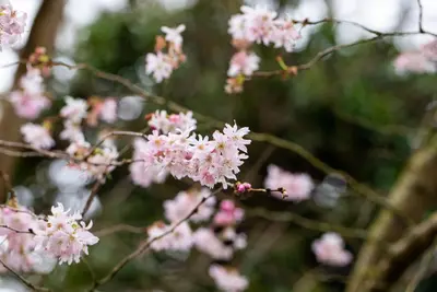 Prunus subhirtella 'Fukubana' (Winterbloeiende kers 'Fukubana') - afbeelding 9