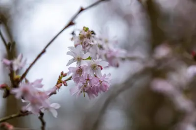 Prunus subhirtella 'Fukubana' (Winterbloeiende kers 'Fukubana') - afbeelding 10