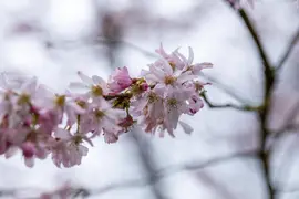 Prunus subhirtella 'Fukubana' (Winterbloeiende kers 'Fukubana') - afbeelding 11