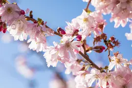 Prunus subhirtella 'Fukubana' (Winterbloeiende kers 'Fukubana') - afbeelding 12