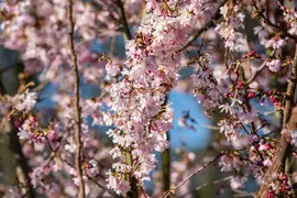 Prunus subhirtella 'Fukubana' (Winterbloeiende kers 'Fukubana') - afbeelding 13