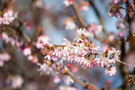 Prunus subhirtella 'Fukubana' (Winterbloeiende kers 'Fukubana') - afbeelding 14