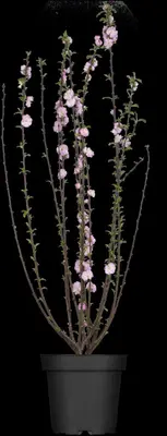 Prunus triloba (Amandelboompje) - afbeelding 1