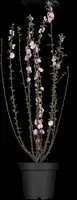 Prunus triloba (Amandelboompje) - afbeelding 1