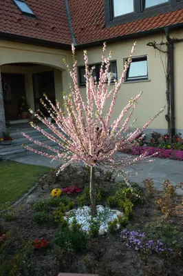 Prunus triloba (Amandelboompje) - afbeelding 4